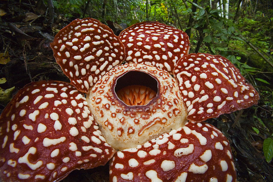 rafflesia sabah borneo christian ziegler